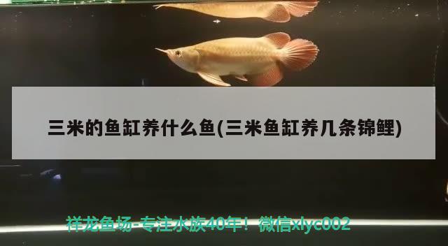 三米的魚缸養(yǎng)什么魚(三米魚缸養(yǎng)幾條錦鯉) 噴點菠蘿魚