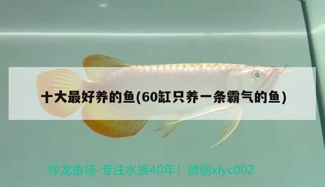 十大最好養(yǎng)的魚(60缸只養(yǎng)一條霸氣的魚)