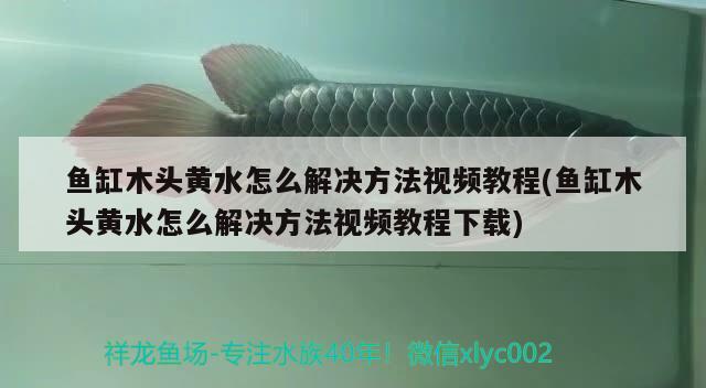 魚缸木頭黃水怎么解決方法視頻教程(魚缸木頭黃水怎么解決方法視頻教程下載)