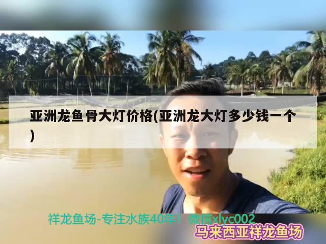 亞洲龍魚骨大燈價格(亞洲龍大燈多少錢一個) 觀賞魚