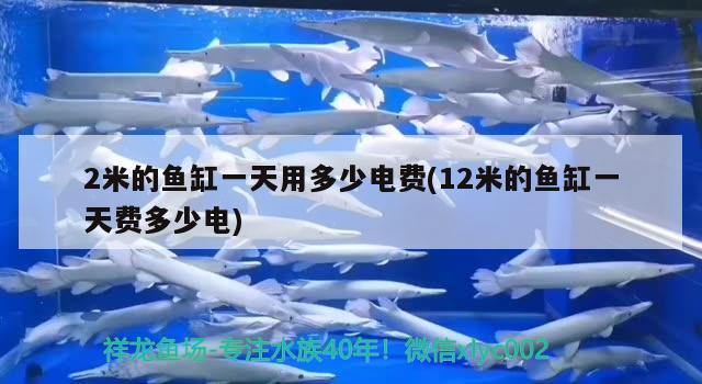 2米的魚缸一天用多少電費(fèi)(12米的魚缸一天費(fèi)多少電) 白寫錦鯉魚