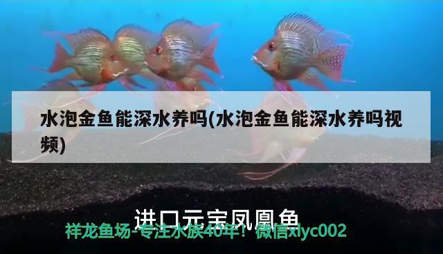 水泡金魚能深水養(yǎng)嗎(水泡金魚能深水養(yǎng)嗎視頻) 觀賞魚