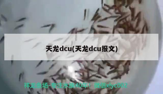 天龍dcu(天龍dcu報(bào)文) 觀賞魚(yú)