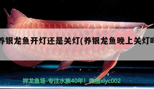 養(yǎng)銀龍魚開燈還是關(guān)燈(養(yǎng)銀龍魚晚上關(guān)燈嗎) 銀龍魚