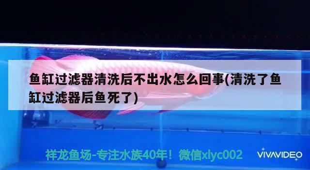 魚缸過濾器清洗后不出水怎么回事(清洗了魚缸過濾器后魚死了)