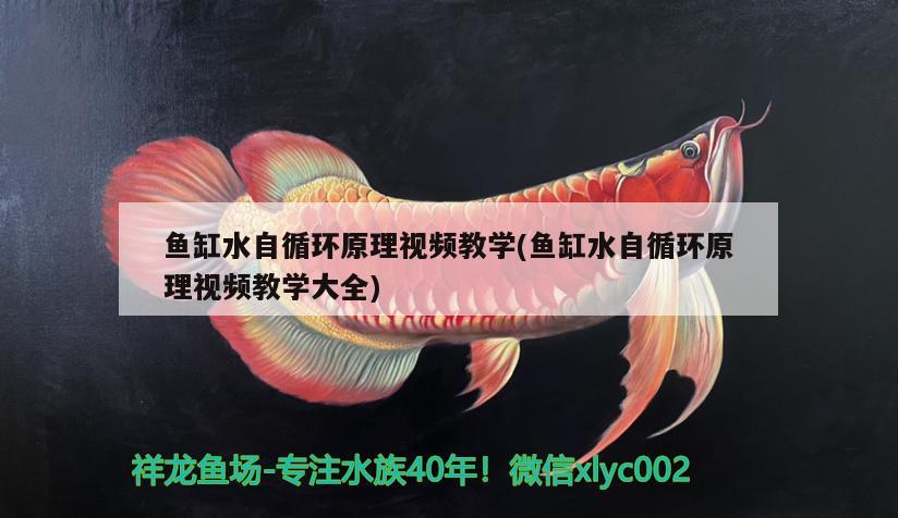 魚缸水自循環(huán)原理視頻教學(xué)(魚缸水自循環(huán)原理視頻教學(xué)大全) 白子黑帝王魟魚