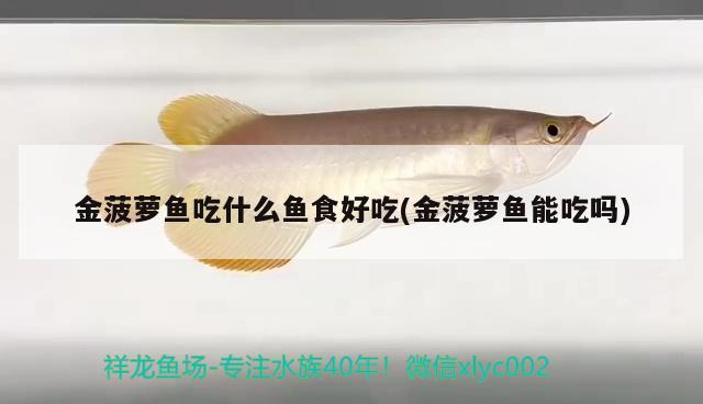 金菠蘿魚吃什么魚食好吃(金菠蘿魚能吃嗎)