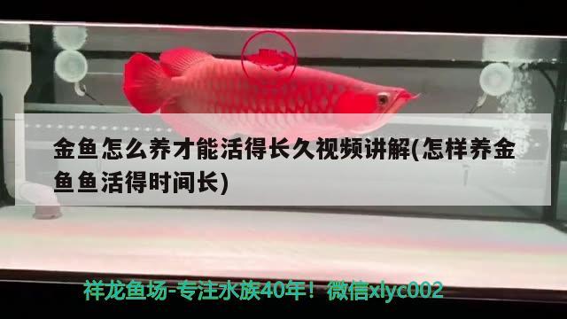 金魚怎么養(yǎng)才能活得長久視頻講解(怎樣養(yǎng)金魚魚活得時間長) 觀賞魚