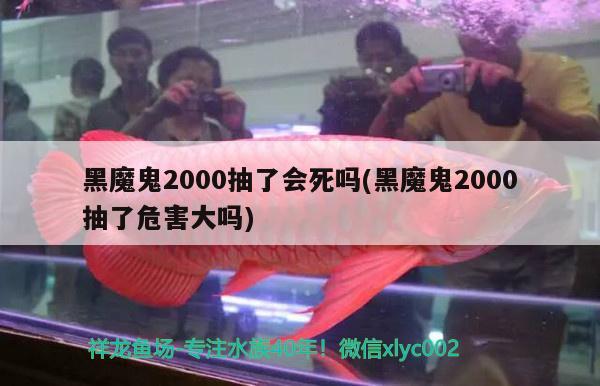 黑魔鬼2000抽了會死嗎(黑魔鬼2000抽了危害大嗎)