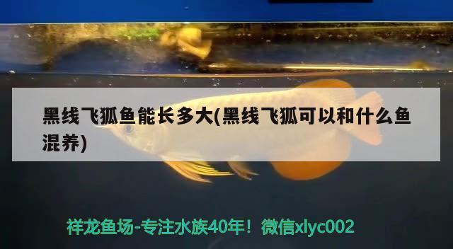 黑線飛狐魚(yú)能長(zhǎng)多大(黑線飛狐可以和什么魚(yú)混養(yǎng)) 觀賞魚(yú)