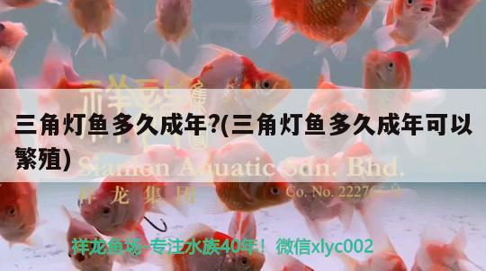 三角燈魚多久成年?(三角燈魚多久成年可以繁殖) 觀賞魚