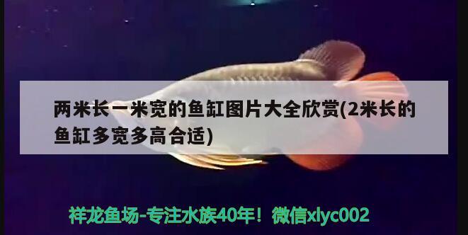 兩米長一米寬的魚缸圖片大全欣賞(2米長的魚缸多寬多高合適)