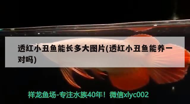 透紅小丑魚(yú)能長(zhǎng)多大圖片(透紅小丑魚(yú)能養(yǎng)一對(duì)嗎)