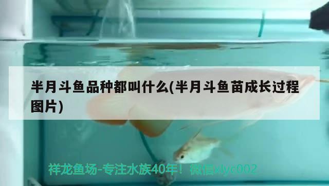 半月斗魚品種都叫什么(半月斗魚苗成長(zhǎng)過程圖片) 觀賞魚