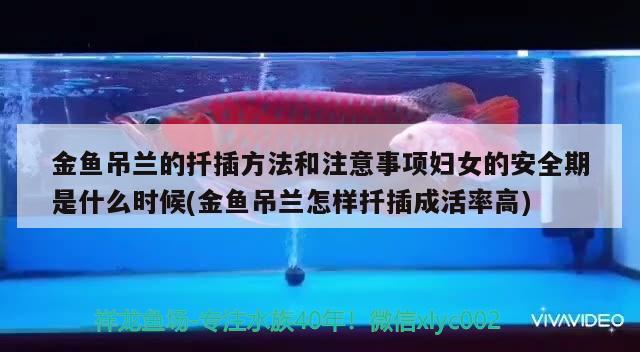 金魚吊蘭的扦插方法和注意事項(xiàng)婦女的安全期是什么時候(金魚吊蘭怎樣扦插成活率高) 觀賞魚