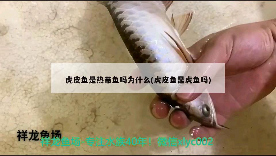 虎皮魚是熱帶魚嗎為什么(虎皮魚是虎魚嗎) 虎魚百科