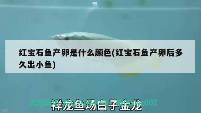 紅寶石魚產(chǎn)卵是什么顏色(紅寶石魚產(chǎn)卵后多久出小魚)