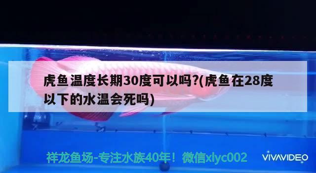 虎魚溫度長期30度可以嗎?(虎魚在28度以下的水溫會死嗎) 虎魚百科