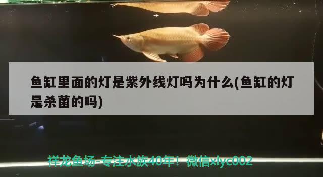 魚缸里面的燈是紫外線燈嗎為什么(魚缸的燈是殺菌的嗎)