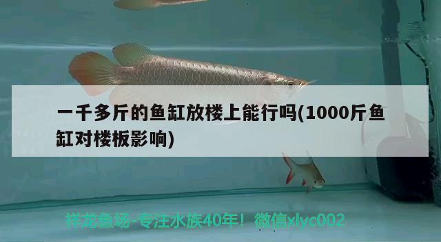 一千多斤的魚缸放樓上能行嗎(1000斤魚缸對(duì)樓板影響) 泰國(guó)虎魚（泰虎）