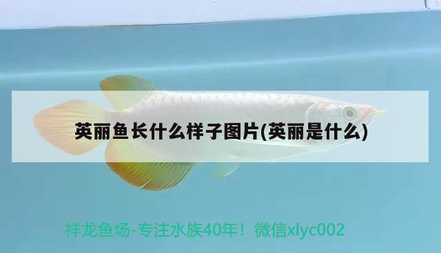 英麗魚長什么樣子圖片(英麗是什么) 觀賞魚