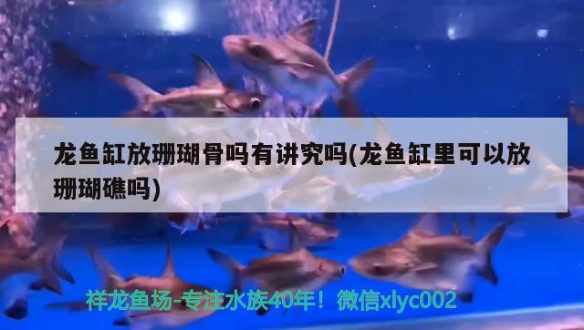 龍魚缸放珊瑚骨嗎有講究嗎(龍魚缸里可以放珊瑚礁嗎)