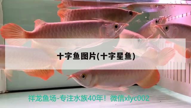 十字魚(yú)圖片(十字星魚(yú))