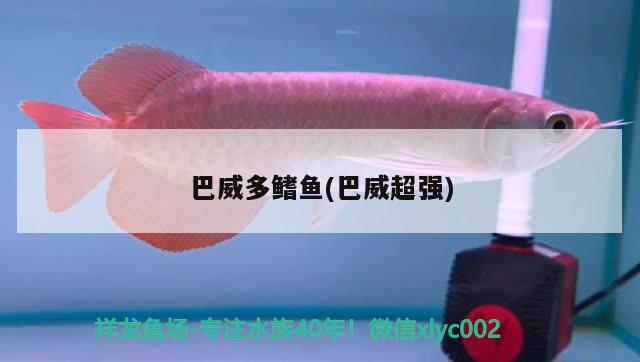 巴威多鰭魚(巴威超強(qiáng)) 觀賞魚