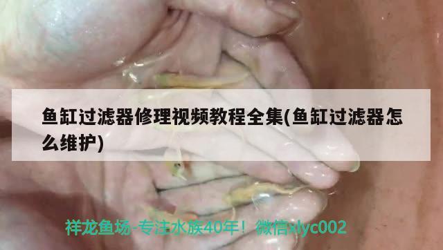 魚缸過濾器修理視頻教程全集(魚缸過濾器怎么維護)