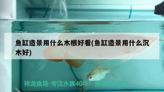 魚缸造景用什么木根好看(魚缸造景用什么沉木好) 元寶鳳凰魚專用魚糧