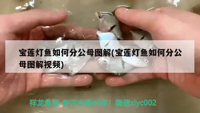 寶蓮燈魚如何分公母圖解(寶蓮燈魚如何分公母圖解視頻) 觀賞魚