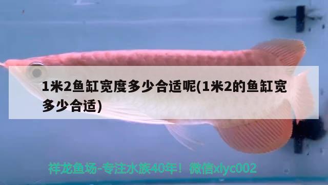 1米2魚缸寬度多少合適呢(1米2的魚缸寬多少合適) 生態(tài)瓶/創(chuàng)意缸/桌面微景缸