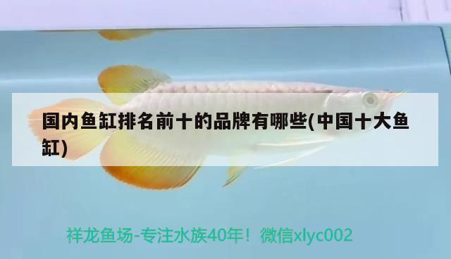 國(guó)內(nèi)魚缸排名前十的品牌有哪些(中國(guó)十大魚缸) B級(jí)過(guò)背金龍魚