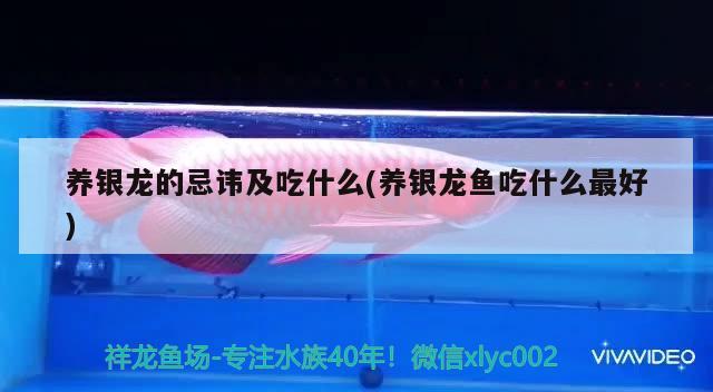 養(yǎng)銀龍的忌諱及吃什么(養(yǎng)銀龍魚(yú)吃什么最好) 銀龍魚(yú)百科