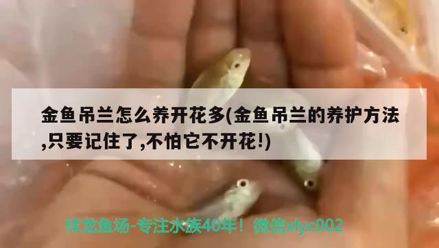 金魚吊蘭怎么養(yǎng)開花多(金魚吊蘭的養(yǎng)護方法,只要記住了,不怕它不開花!)