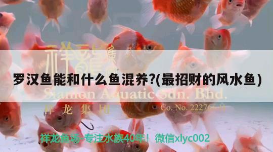 羅漢魚能和什么魚混養(yǎng)?(最招財?shù)娘L(fēng)水魚) 魚缸風(fēng)水