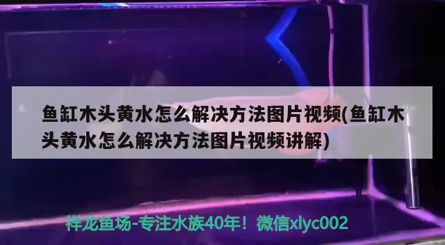 魚缸木頭黃水怎么解決方法圖片視頻(魚缸木頭黃水怎么解決方法圖片視頻講解)