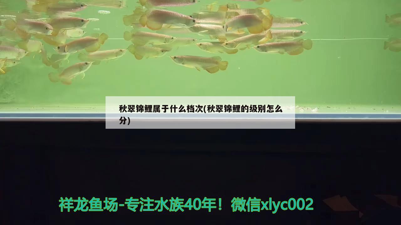 秋翠錦鯉屬于什么檔次(秋翠錦鯉的級(jí)別怎么分) 觀賞魚(yú)