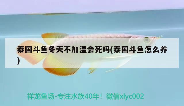 泰國(guó)斗魚冬天不加溫會(huì)死嗎(泰國(guó)斗魚怎么養(yǎng))