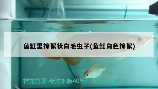 魚缸里棉絮狀白毛蟲子(魚缸白色棉絮) 藍底過背金龍魚