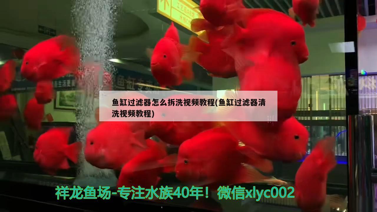 魚缸過濾器怎么拆洗視頻教程(魚缸過濾器清洗視頻教程) 可麗愛魚缸