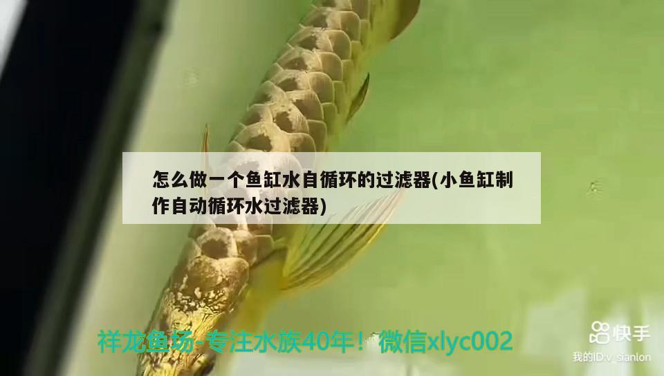 怎么做一個(gè)魚(yú)缸水自循環(huán)的過(guò)濾器(小魚(yú)缸制作自動(dòng)循環(huán)水過(guò)濾器)