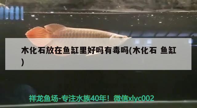 木化石放在魚缸里好嗎有毒嗎(木化石魚缸) 鴨嘴鯊魚