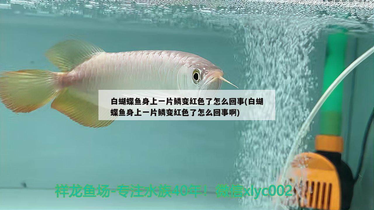 白蝴蝶魚身上一片鱗變紅色了怎么回事(白蝴蝶魚身上一片鱗變紅色了怎么回事啊)