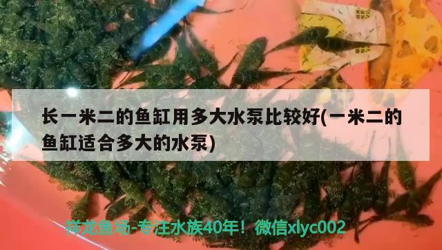 長一米二的魚缸用多大水泵比較好(一米二的魚缸適合多大的水泵)