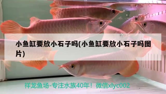 小魚(yú)缸要放小石子嗎(小魚(yú)缸要放小石子嗎圖片)