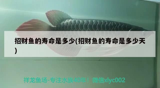 招財(cái)魚的壽命是多少(招財(cái)魚的壽命是多少天)