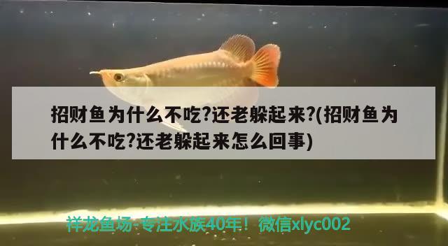 成年孔雀魚(yú)多久喂一次食物(成年的孔雀魚(yú)該吃什么) 觀賞魚(yú)