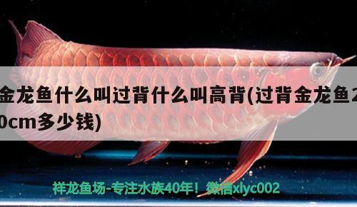 金龍魚什么叫過背什么叫高背(過背金龍魚20cm多少錢) 過背金龍魚