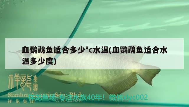 血鸚鵡魚(yú)適合多少°c水溫(血鸚鵡魚(yú)適合水溫多少度) 鸚鵡魚(yú)